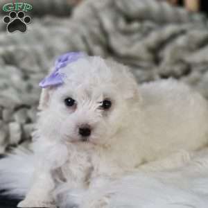 Bella, Bichon Frise Puppy